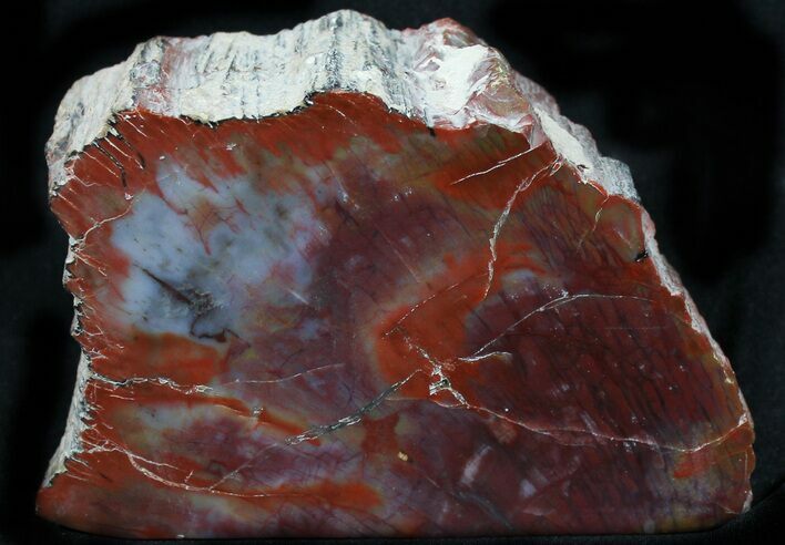 Jurassic Petrified Wood Section - Henry Mountain, Utah #31459